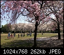 Cherry blossoms in Tokyo, JAPAN-cherry_blossoms_1.jpg