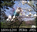 A parakeet on a peach twig, Tokyo, JAPAN-ca310019.jpg