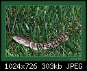 Lizard on the lawn-lizard-lawn.jpg