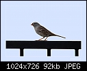 -gambels-white-crowned-sparrow.jpg