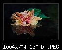 Hibiscus-0038-b-0038-hibiscus-12-04-07-20-90.jpg