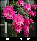 Epiphyllums x2-epi-liliput.jpg
