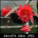 Epiphyllums x2-epi-small-scarlet.jpg