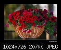 Flower basket-flower-basket.jpg