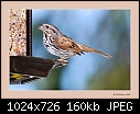 Sparrow-sparrow.jpg