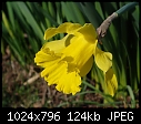 New Camera - Flower-DSC00018.JPG-flower-dsc00018.jpg