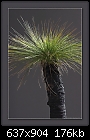 Grass Tree-Xanthorrhoea 2/2-b-3634-grasstree-10-04-07-30-400.jpg