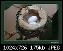 Ladies &amp; gentlemen - I'm about to become a grandpa to a pair of hummers-annas-hummingbird-eggs.jpg