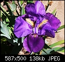 Purple Iris-p1040215-m.jpg