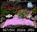 A Carpet of Ice Plants-p1040210-em.jpg