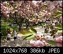 Under Cherry Blossoms 1-under_cherry_blossoms_1.jpg