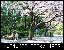 Under Cherry Blossoms 2-under_cherry_blossoms_2.jpg