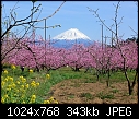Peach Blossoms with Mt Fuji-mt_fuji.jpg