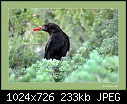 Crow with a prize-crow-prize.jpg