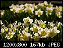 Click image for larger version

Name:	Waves of Spring_5110.jpg
Views:	224
Size:	166.9 KB
ID:	5106