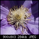 Clematis with Halictid Bee - Clematis with Halictid Bee.jpg (1/1)-clematis-halictid-bee.jpg