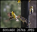 Two Acre Wood (Goldfinches and Chickadees)-goldfinfight2273.jpg