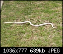 white snake - white snake.jpg-white-snake.jpg