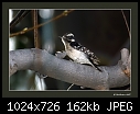Click image for larger version

Name:	Downy fem 2.jpg
Views:	211
Size:	161.6 KB
ID:	5270