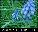 Garden in North East England-bluebell-1.jpg