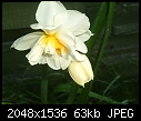 Garden in North East England-double-bloom-daffodil-2.jpg