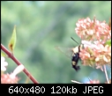 Snowberry Clearwings-dscf0060.jpg