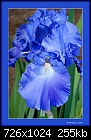 -blue-iris.jpg