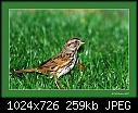Click image for larger version

Name:	Savannah Sparrow --- nevadensis.jpg
Views:	553
Size:	259.3 KB
ID:	5334