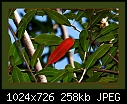 -red-leaf.jpg