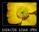 -yellow-poppy.jpg