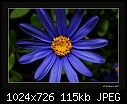 -blue-daisy.jpg