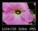 -pink-flower.jpg