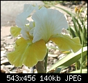 One more iris-yellowandwhiteirisside.jpg