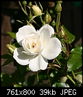 White Rose  - white-rose.jpg-white-rose.jpg