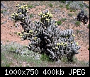 Bloomin' desert-copy-jswtrip-088.jpg