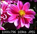 ID This Flower, Please-p1040292em.jpg