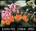 For Padraig: different kinds of gardens &amp; folliage - Berberis &amp; Ribes Tree Flowers and Berries.jpg 244098 bytes-berberis-ribes-tree-flowers-berries.jpg