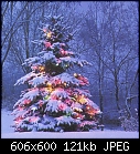 For Padraig: different kinds of gardens &amp; folliage - Christmas_Tree.jpg 124209 bytes-christmas_tree.jpg