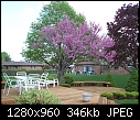 For Padraig: different kinds of gardens &amp; folliage - Flowering Crab Tree &amp; Patio Furniture on Deck.jpg 353888 bytes-flowering-crab-tree-patio-furniture-deck.jpg