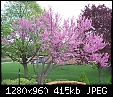 For Padraig: different kinds of gardens &amp; folliage - Flowering Crab Tree.jpg 425335 bytes-flowering-crab-tree.jpg