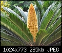For Padraig: different kinds of gardens &amp; folliage - Maui, Hawaii Giant Fern.jpg 292242 bytes-maui-hawaii-giant-fern.jpg