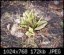 ID pls for a foliage plant-p5010019.jpg
