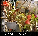 -epiphyllum-areadsc00863.jpg