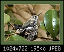 -hummingbird-babies-getting-pretty-big-1.jpg