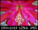 My orchid cactus bloomed today - orchidcactus.jpg-orchidcactus.jpg