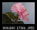 -b-9868-hibiscus-15-05-07-20-400.jpg