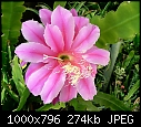 -epiphyllum-pink-em.jpg