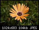 -orange-daisy_5338.jpg