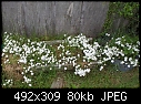 Spring flowers-whiteflowers.jpg