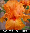 Iris Pictures From Chelsea Garden Show-iris_167948a.jpg
